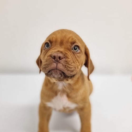 Gia