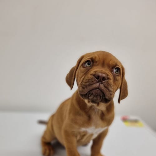 Rascal