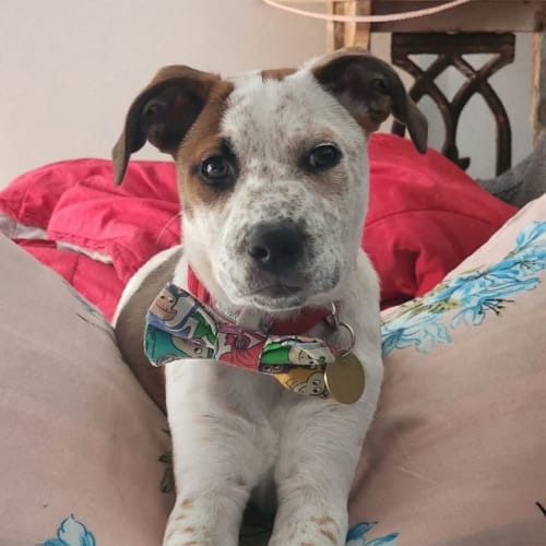 Maggie Mae