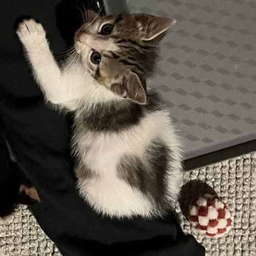 Finley **2nd Chance Cat Rescue**