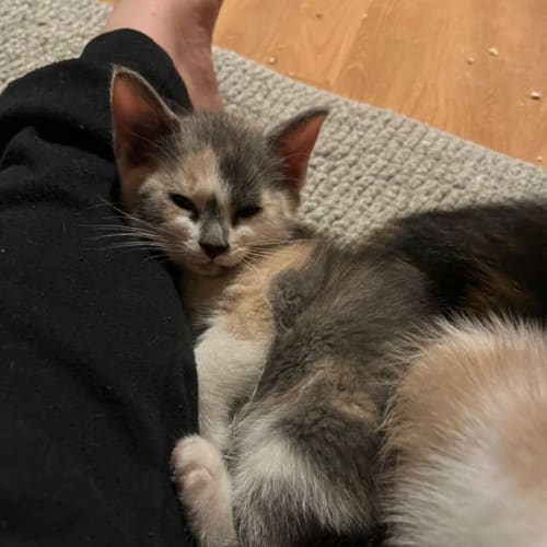 Fig **2nd Chance Cat Rescue**