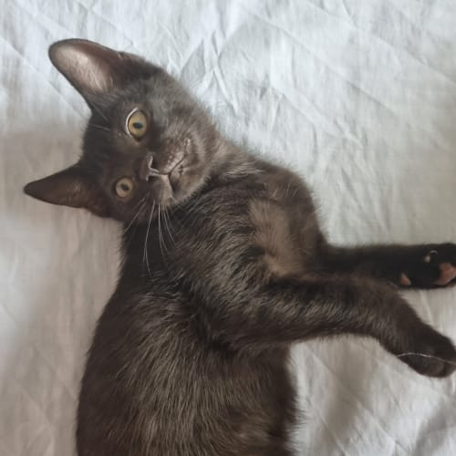 Indi