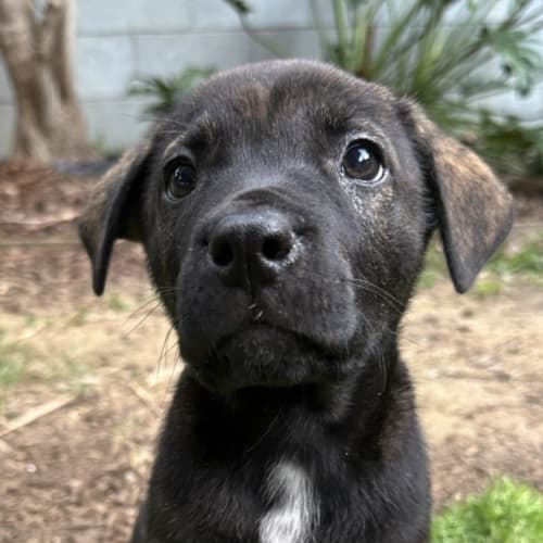Finn