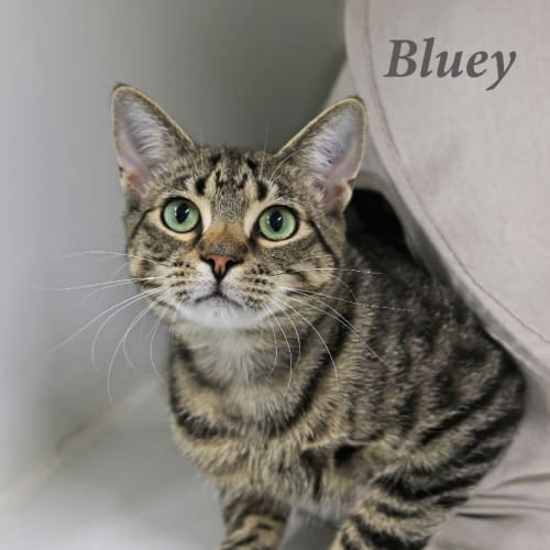 Bluey