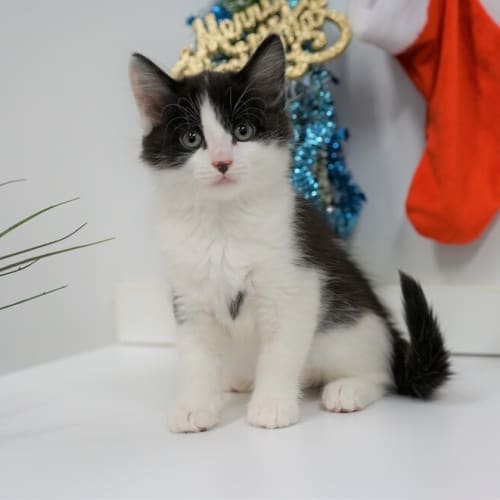 Zorro