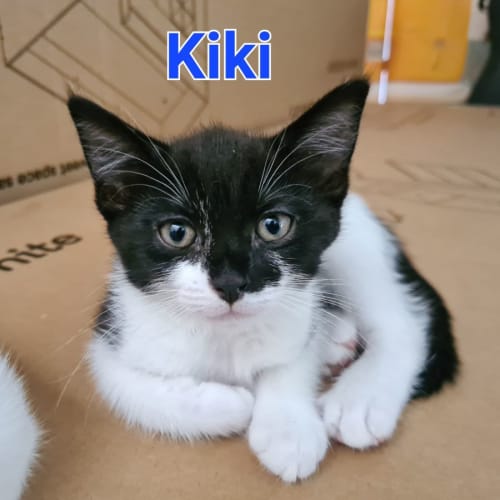 Kiki