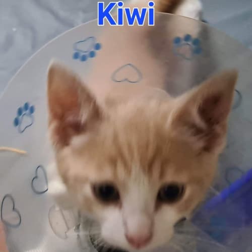 Kiwi