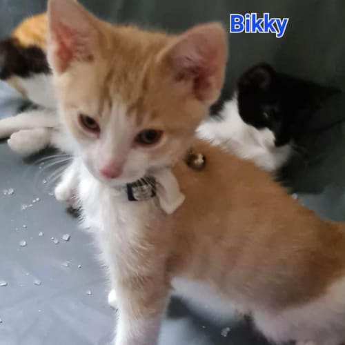 Bikky