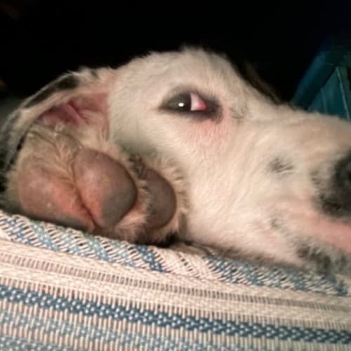 Dumbledog