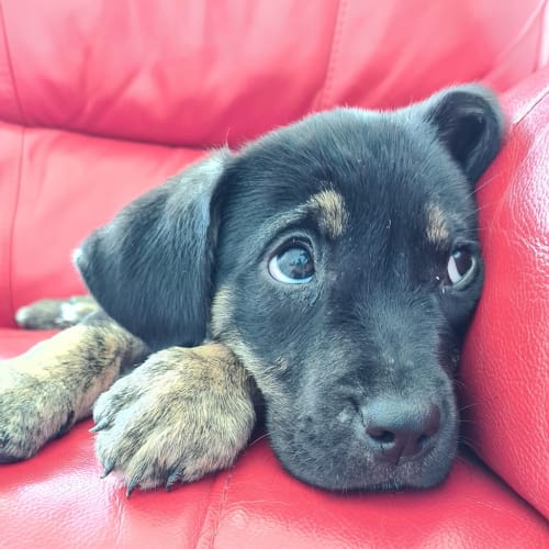 Lulu