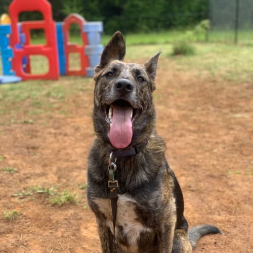 Marley - Foster Carer Needed!