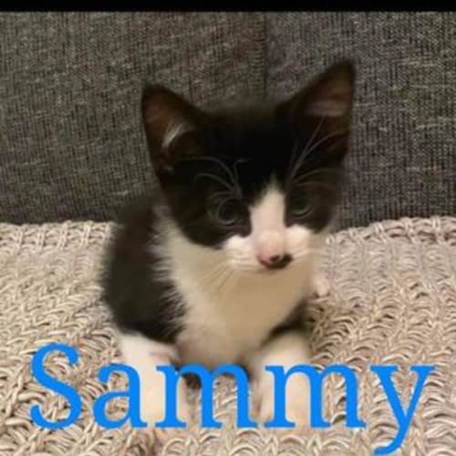 Sammy