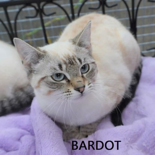 Bridgette and Bardot
