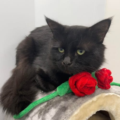 Binx