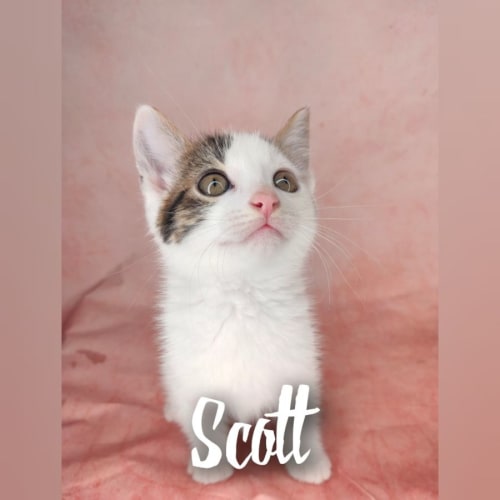 Scott