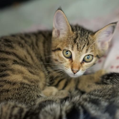 Daphne