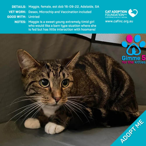 Maggie $0 Adoption Fee!