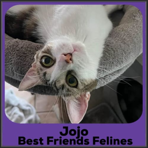 Jojo 
