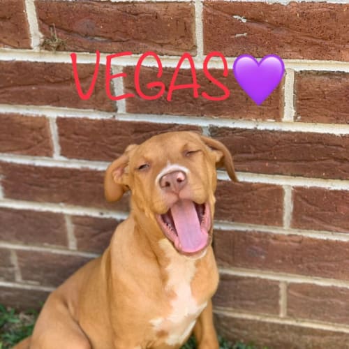 Lucky Winners pups - Casino, Jackpot, Vegas, Keno