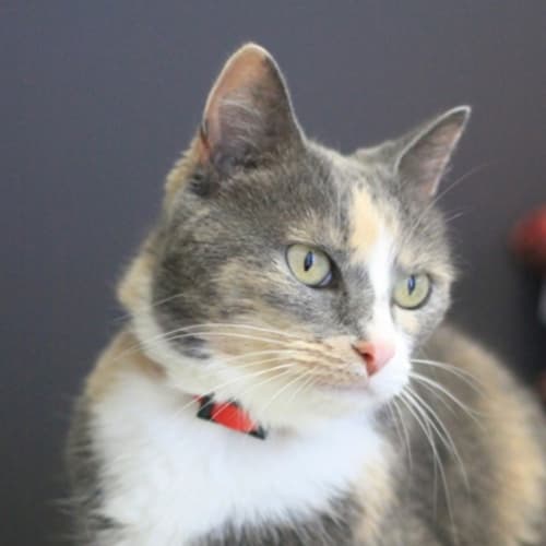 No photo for Calico