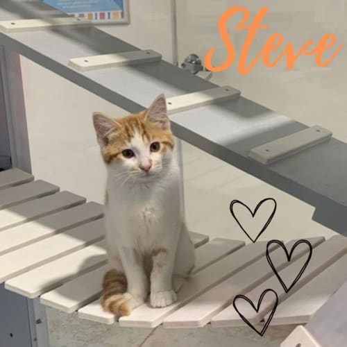Steve 🧡