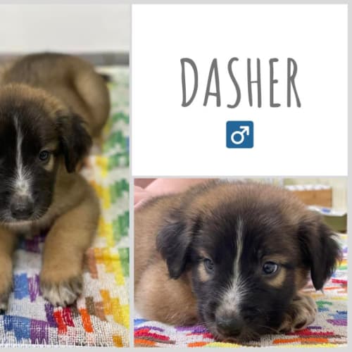 Dasher