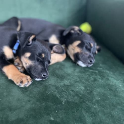 Spanish Vegetables pups - Pepino or Pimiento