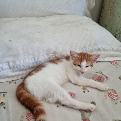 Milo