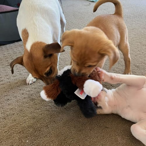 Peanut - 10 Week Old Boxer X (On Trial)
