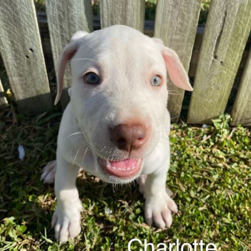 Charlotte