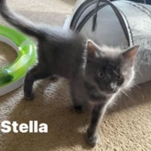 Stella **2nd Chance Cat Rescue**