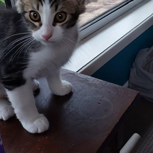 Kittens x2