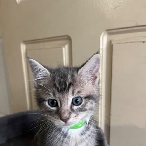 Snowball
