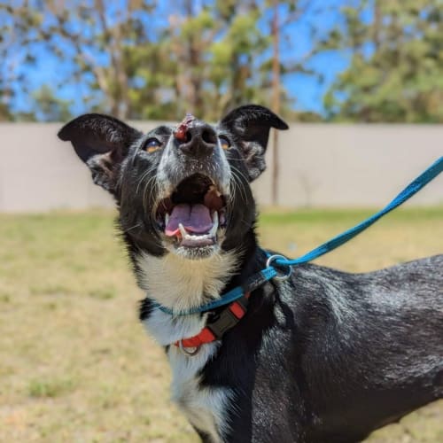 Sadie - 1 Year Old Border Collie (On Trial)