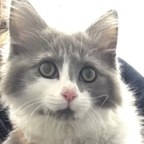 Kitana