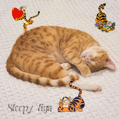 Tiga