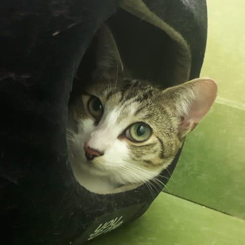 Tuna