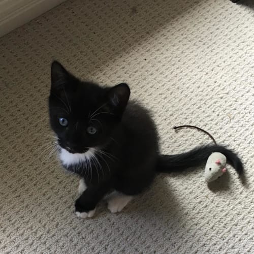 Remy