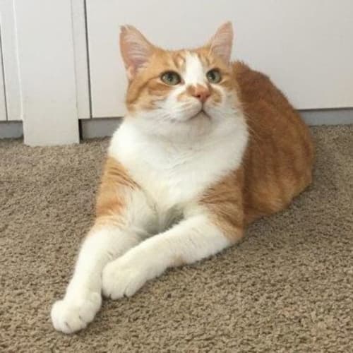 Bob