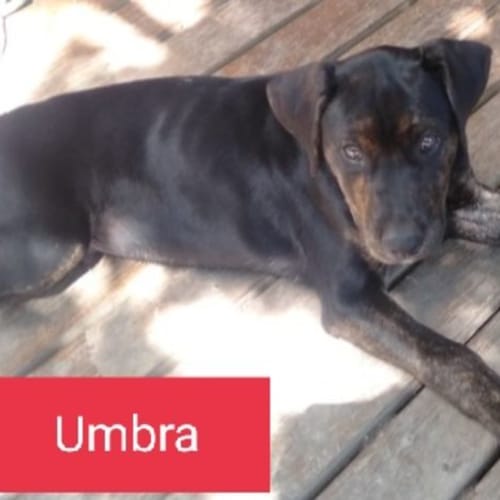 Ueko OR Umbra