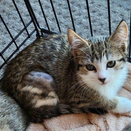 MJ - Located in Templestowe