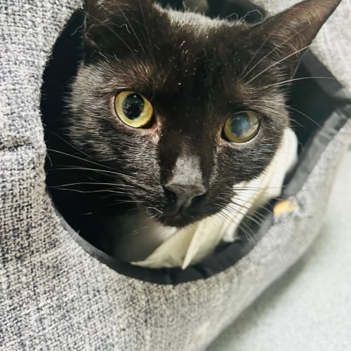 Daisy Duke ~ Meet @ Petstock Keysborough 12/2/23