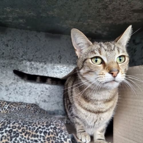 Tabitha