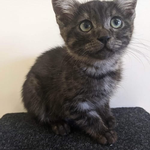 Nugget - Fostered In Kalgoorlie