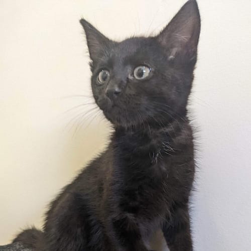 Golden - Fostered In Kalgoorlie