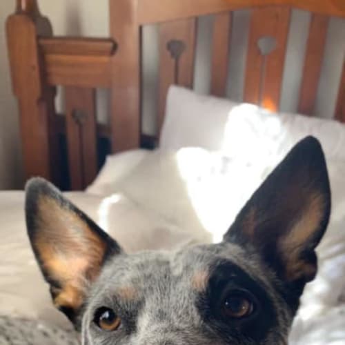 Barney - 2 Year Old Cattle Dog X (On Trial)