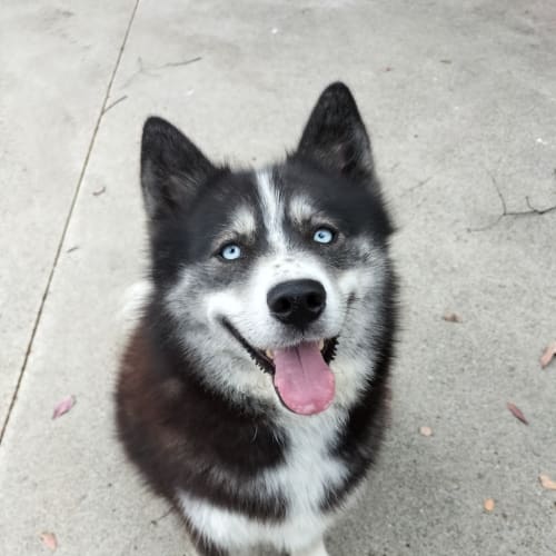Tahlia