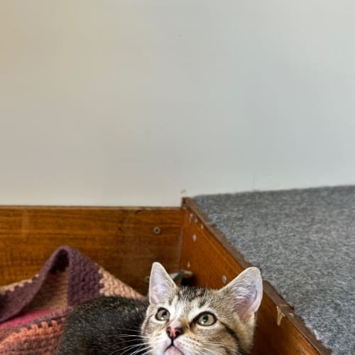 Zena