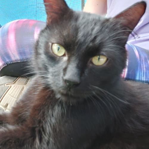 Salem