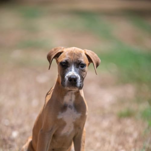 Merlin 